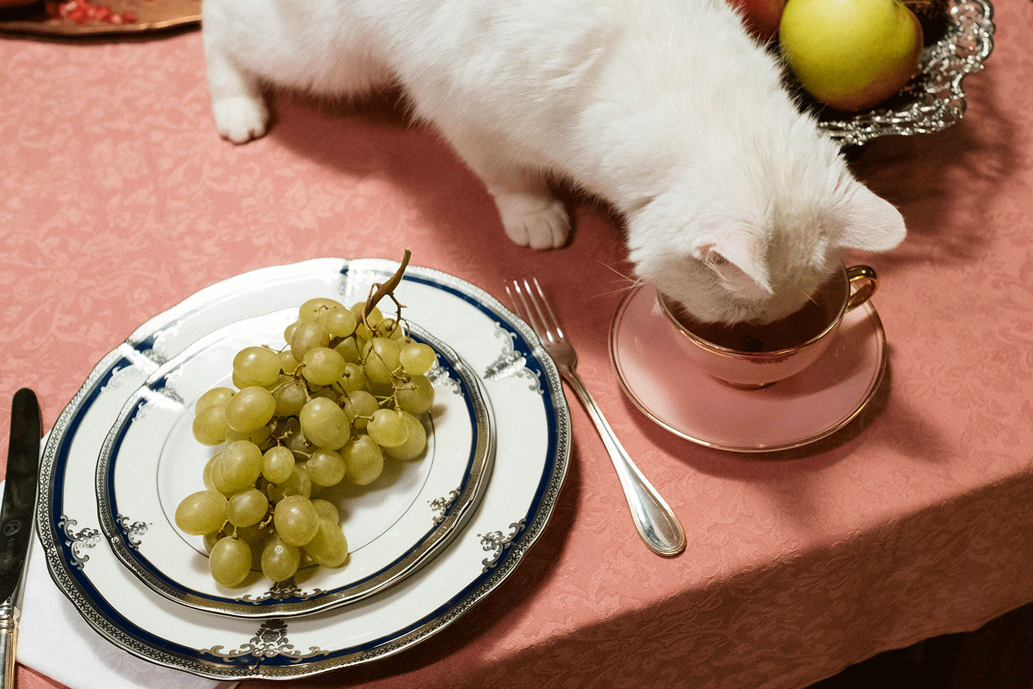 Aliments toxiques chats : comment préserver sa santé et son bien-être ?