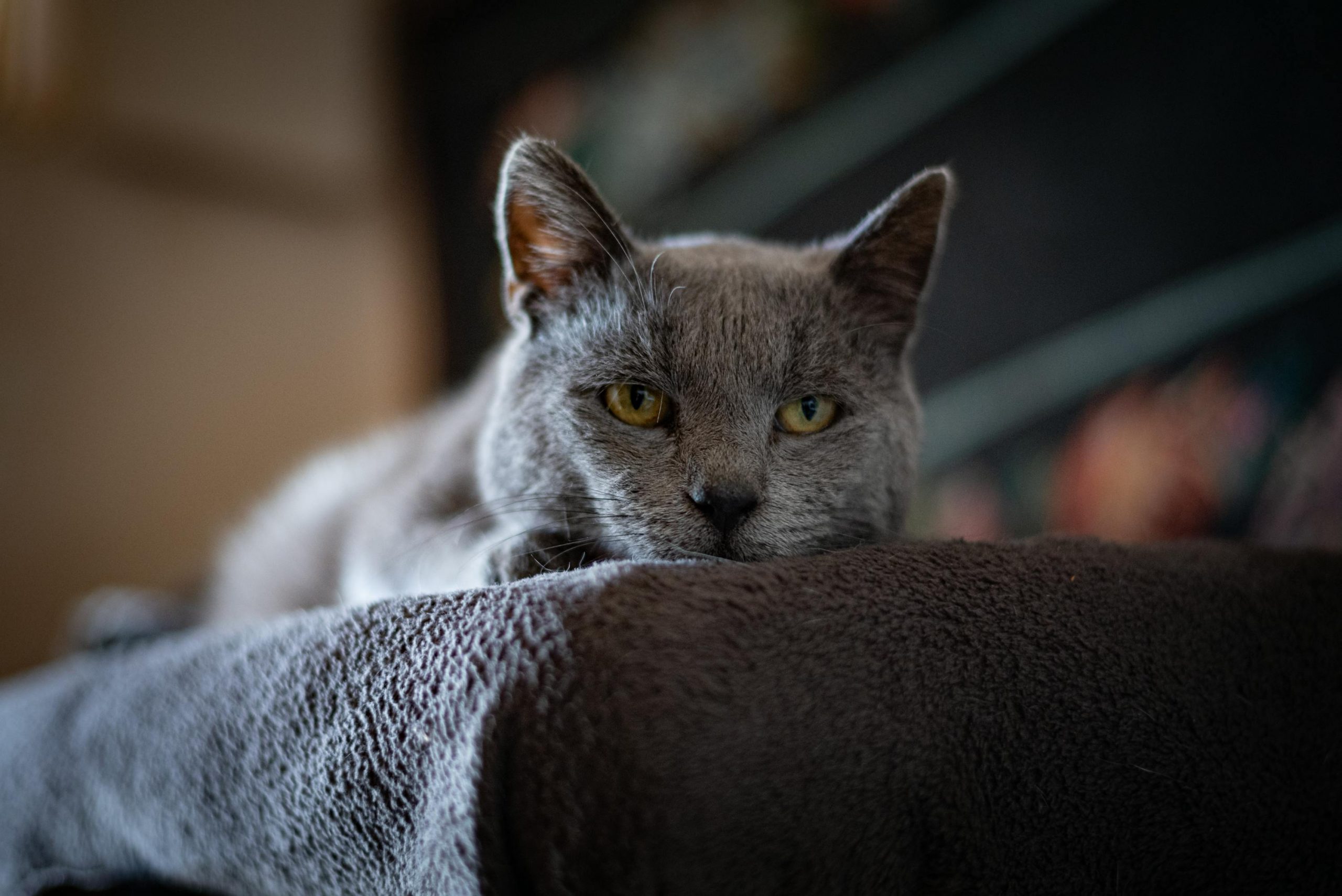 Insuffisance rénale chronique chat : symptômes, traitements, accompagnement et prévention