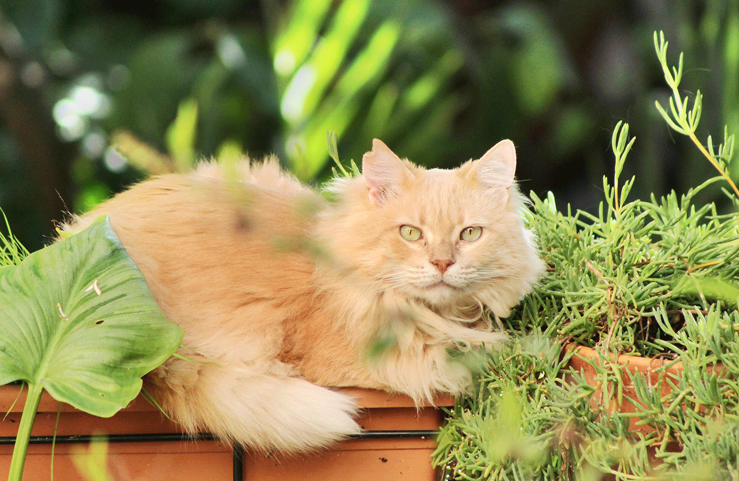 Reconnaître et prévenir les risques des plantes toxiques pour vos chats