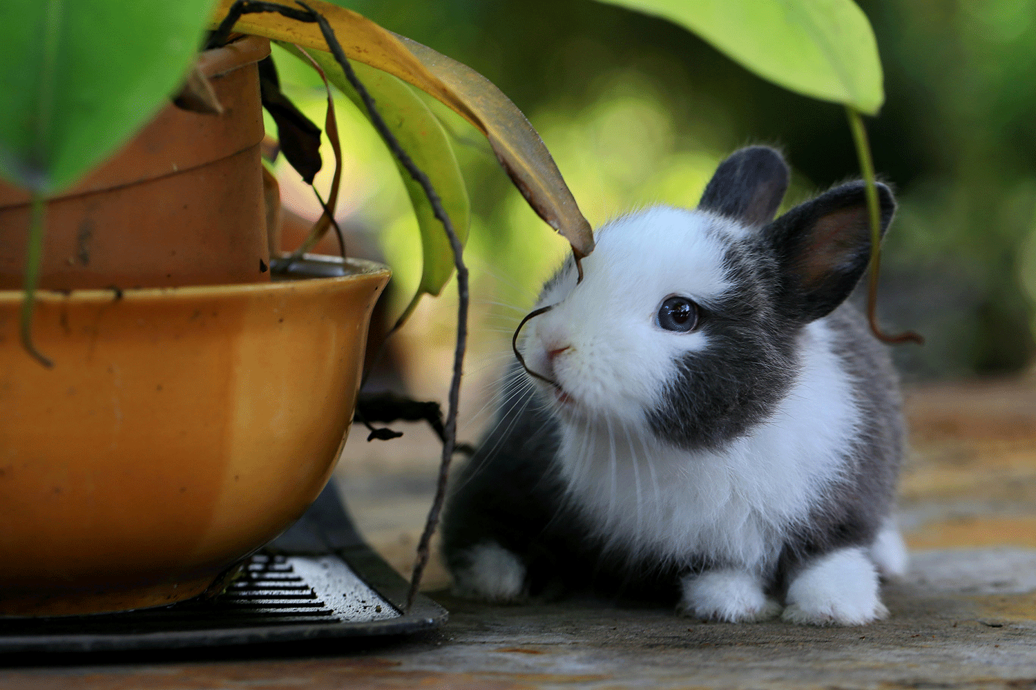 Plantes toxiques lapins : ce qu’il faut impérativement éviter