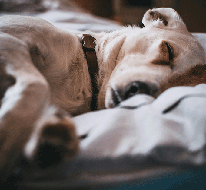 Le lymphome chez le chien : tout savoir sur ce cancer