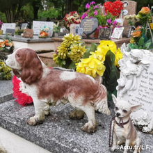 Alain Delon enterré auprès de ses 35 chiens : ce que dit la loi sur l’inhumation des animaux de compagnie