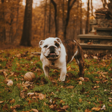 Mon animal vient de nous quitter… Puis-je l’enterrer dans mon jardin ?