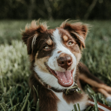 Enterrer son chat ou son chien dans le jardin ? C’est interdit depuis 2016, voici pourquoi