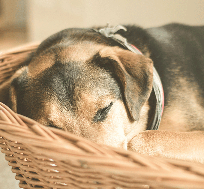 Pourquoi mon chien dort tout le temps ?