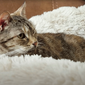 Chat et chien : comment trouver du réconfort quand son animal de compagnie meurt