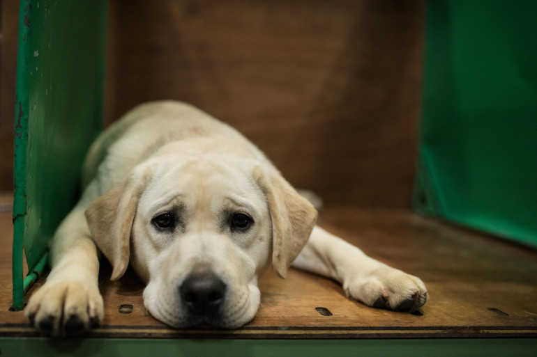 Chat et chien : peut-on enterrer son animal de compagnie dans son jardin ?