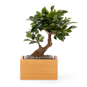 urne funéraire plante artificielle ficus chien chat