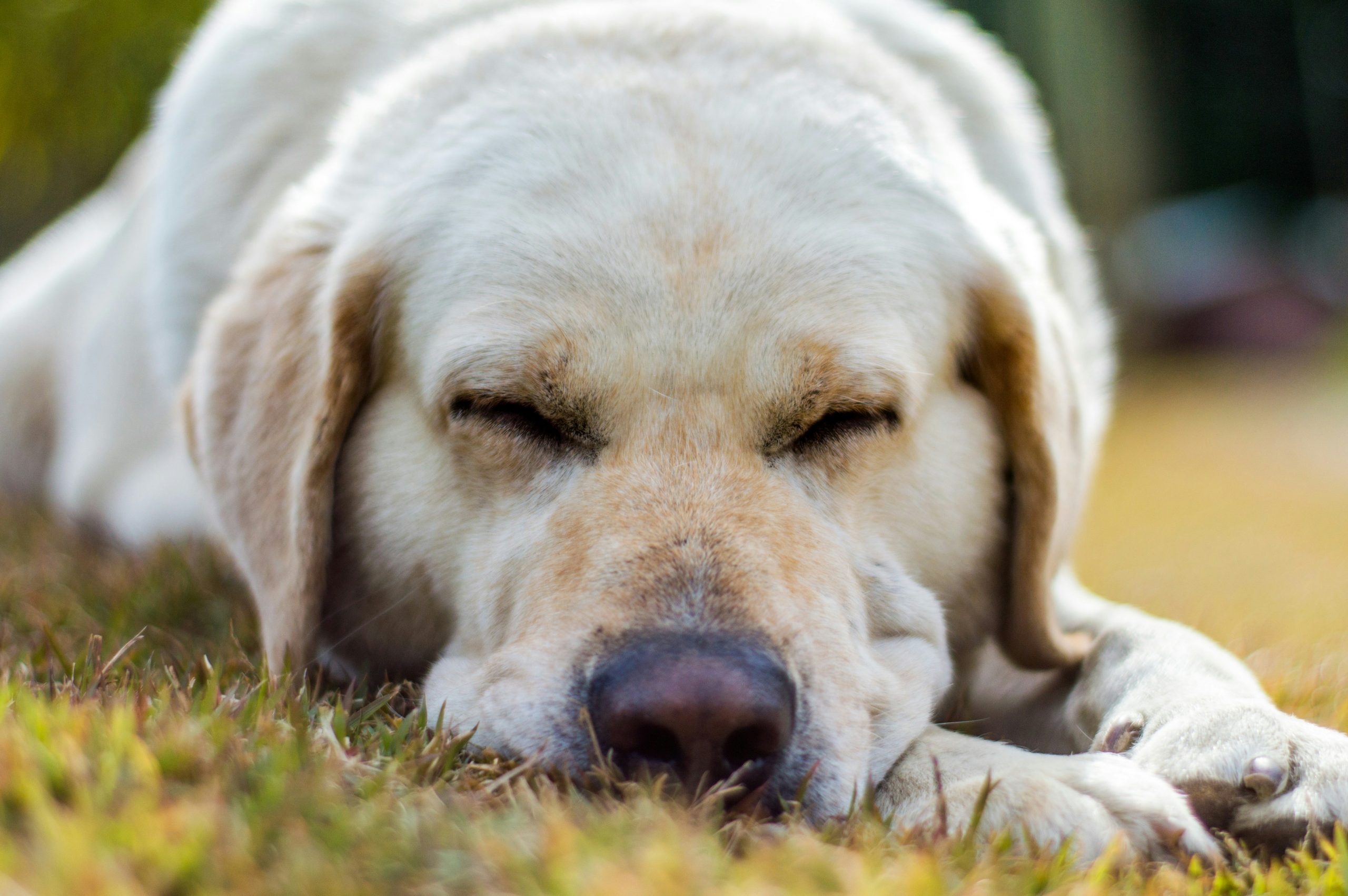 Quels sont les comportements d’un chien mourant ?