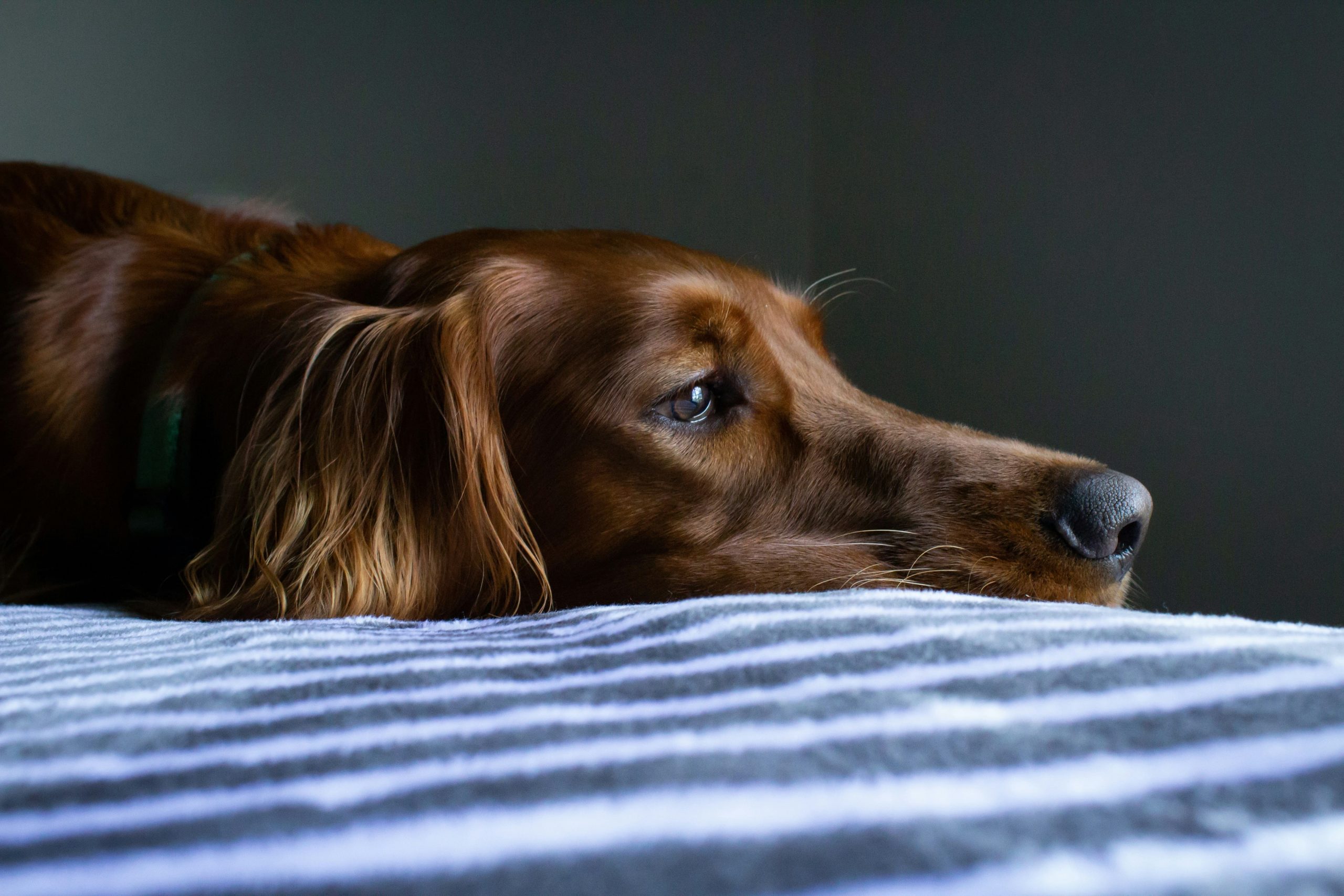 L’hépatite chez le chien : tout savoir sur cette maladie du foie